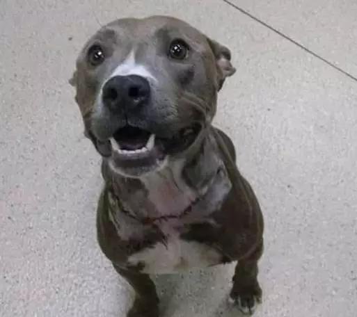 为啥流浪狗会突然发狂,流浪狗行为怪异