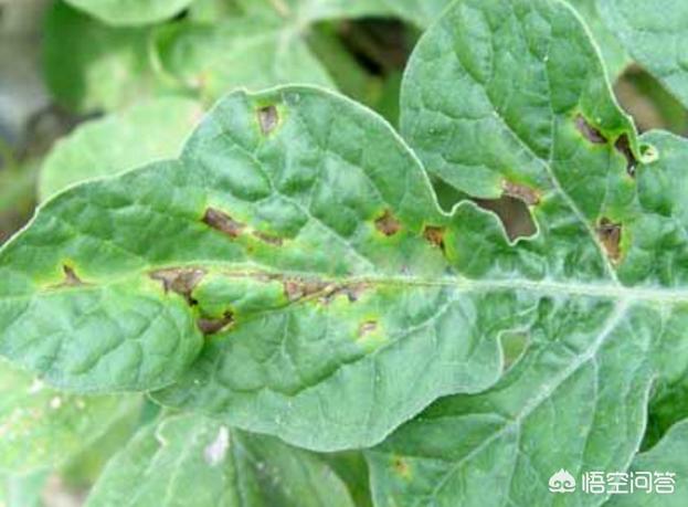 下雨天西瓜怎么预防病害,雨天西瓜徒长补救方法