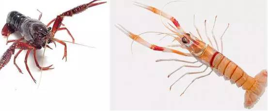 怎么样吃小龙虾才不过敏,怎样吃小龙虾最安全