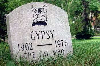 宠物离世如何面对家人,失去宠物怎么走出悲伤要多长时间