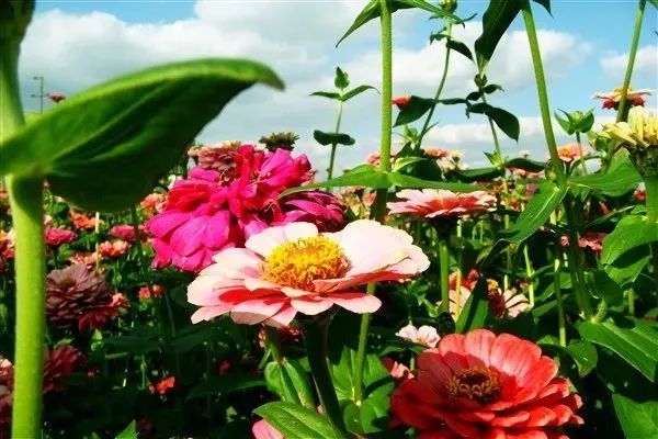 2019上海崇明薰衣草节,崇明薰衣草节旅游攻略