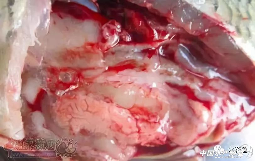 怎样判断鱼是否喂食过量,浅谈鱼摄食异常现象与疾病诊断