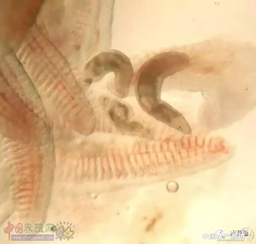 怎样判断鱼是否喂食过量,浅谈鱼摄食异常现象与疾病诊断