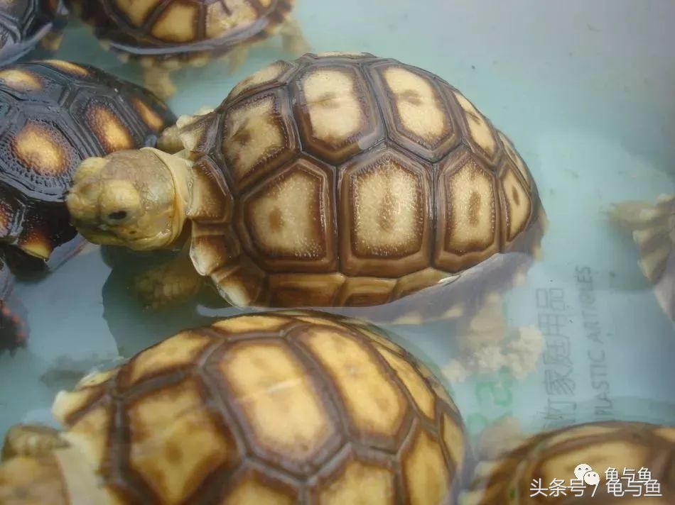 小型陆龟应该喂什么,陆龟龟粮正确的喂养方法