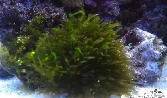 淡海除藻最好的方法,海水除藻