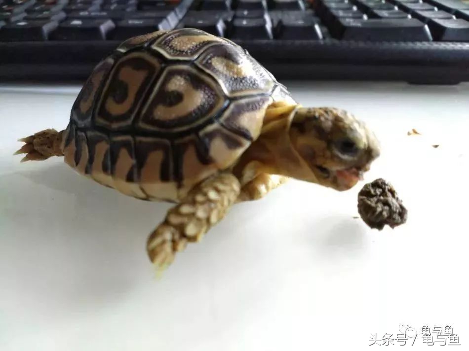 小型陆龟应该喂什么,陆龟龟粮正确的喂养方法