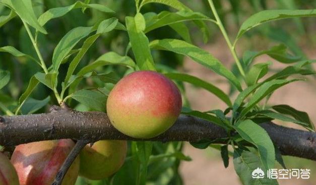 为什么有的果子特别酸,为什么果子有酸味