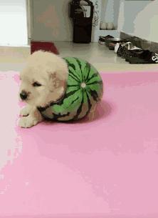 一嘴钢牙搞笑图,搞笑gif趣图来自女朋友的恶作剧