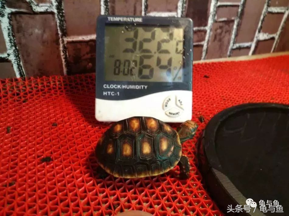 小型陆龟应该喂什么,陆龟龟粮正确的喂养方法