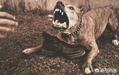 如果有一条狗要咬你干什么,如果有一条疯狗咬了你