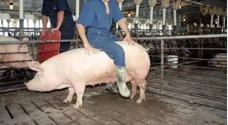 猪人工授精最容易被忽视的细节