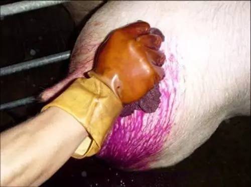 猪人工授精最容易被忽视的细节