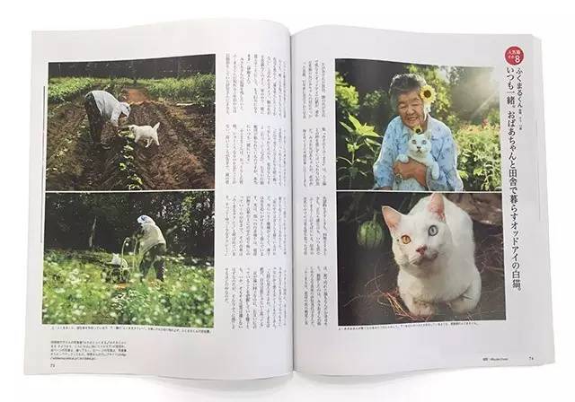 croissant猫咪原视频,croissant猫系列