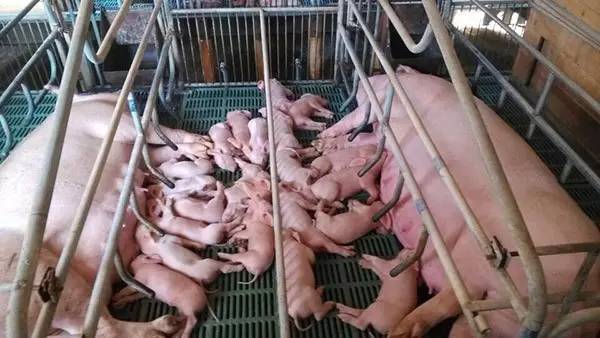 猪人工授精插管不到位,猪人工授精失败了