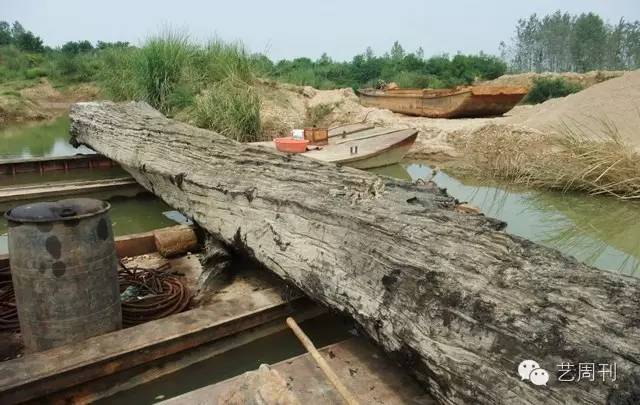古井里挖出阴沉木,挖沙挖出阴沉木