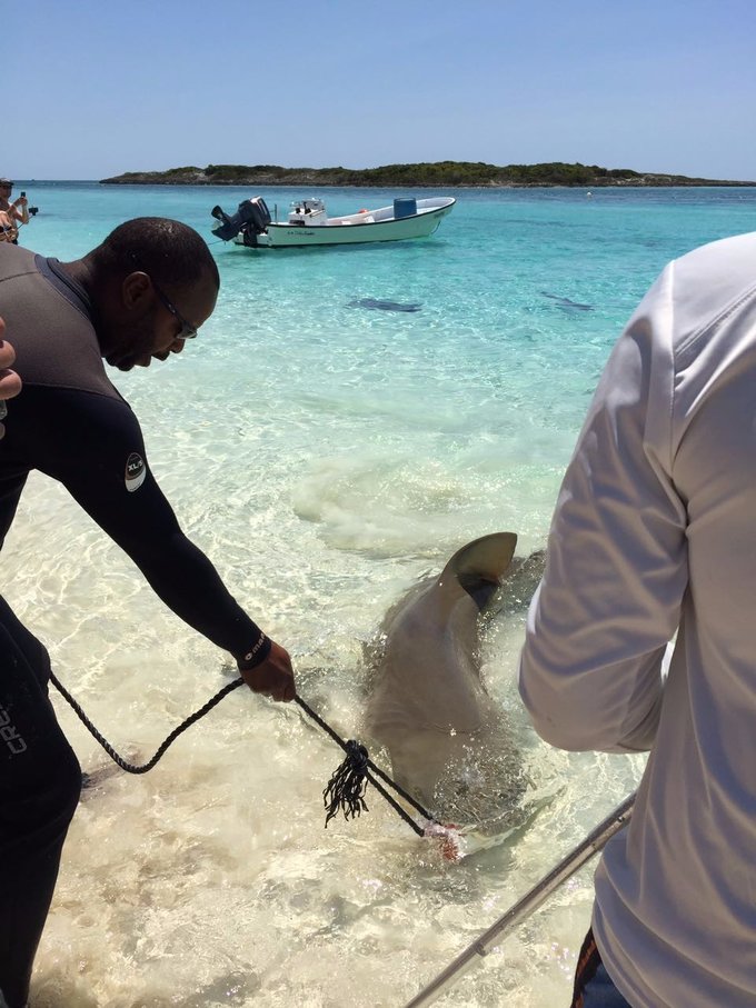 巴哈马旅游风景2020,巴哈马海滩旅游攻略