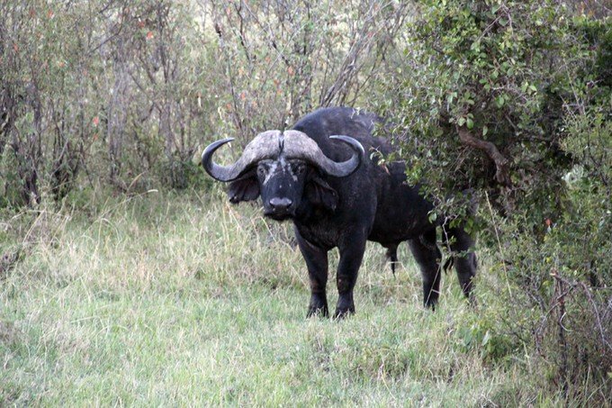 12天肯尼亚动物大迁徙自驾之旅,肯尼亚动物旅行