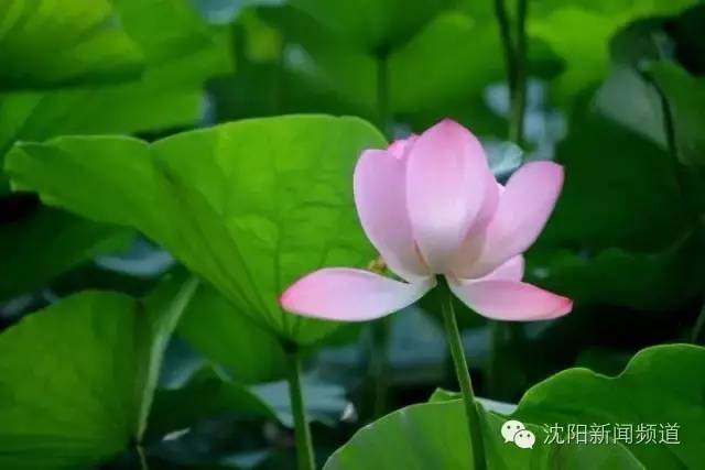 沈阳最新赏花地点,沈阳周边自驾赏花