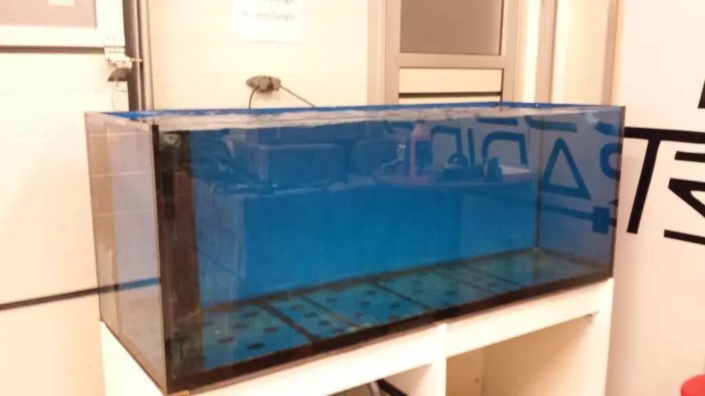 北欧古法缸,记录原生缸养鱼过程