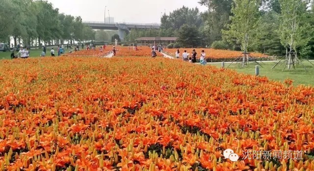 沈阳最新赏花地点,沈阳周边自驾赏花