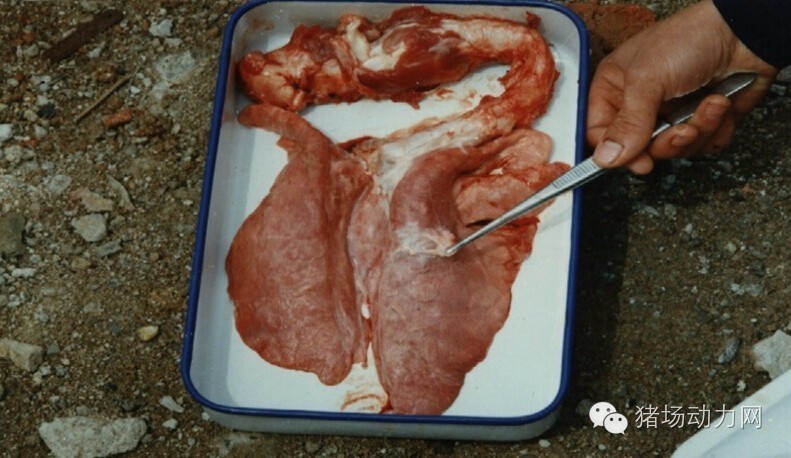 技术传染性胸膜性肺炎的猪病图谱（25张图片，值得收藏）