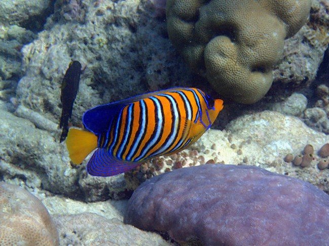 马尔代夫莉莉岛适合几月份去,马尔代夫莉莉岛旅游攻略