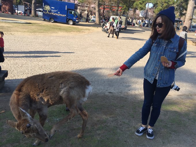 16年,关西(大阪,奈良,京都,宇治)樱花,甲子园