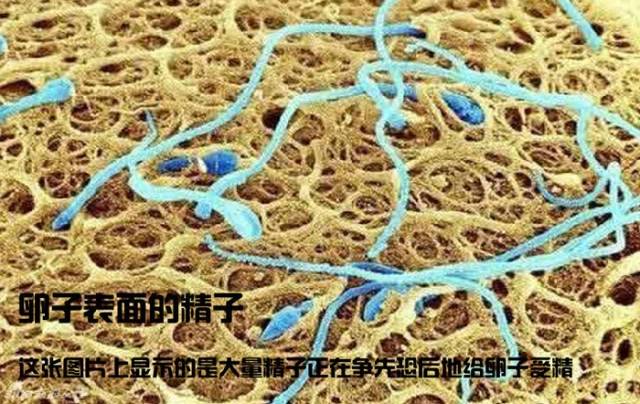 造人计划之前需要做的事,造人计划必须做的事