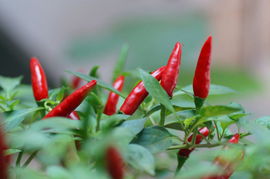 国产手机小辣椒,小辣椒配置最高的手机