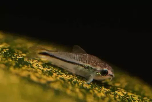 鱼缸清洁利器用什么鱼,实用鱼缸清洗工具大全图解