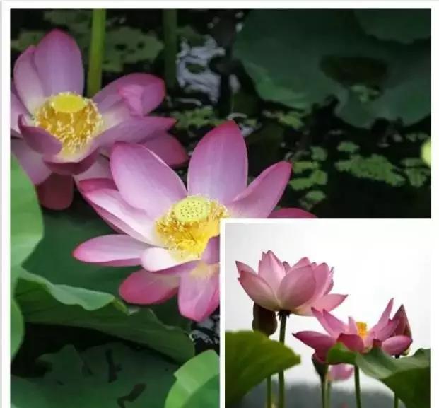 济宁微山湖荷花,济宁太白湖荷花现在开了吗