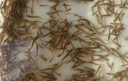 泥鳅水花苗培育的关键,台湾泥鳅苗的培育方法