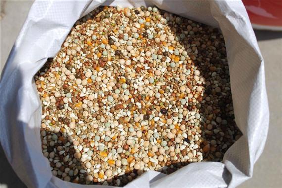 幼鸽一大一小怎么调养,圆环幼鸽怎么调养