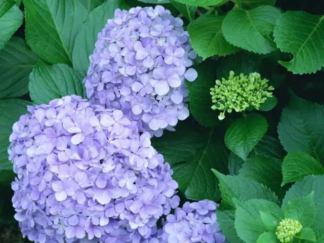 现在的日本是什么样的,现在的日本广岛什么样子