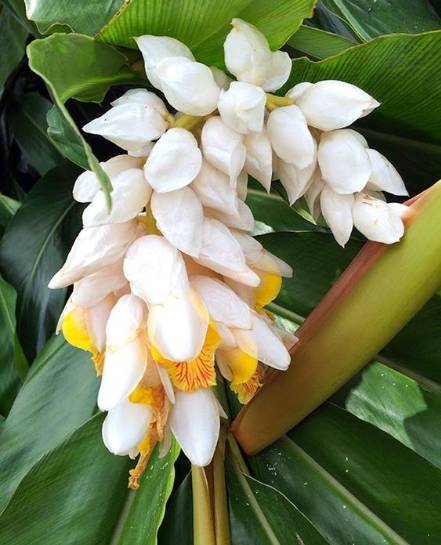 美得不行的月季图片,美得不行的月季