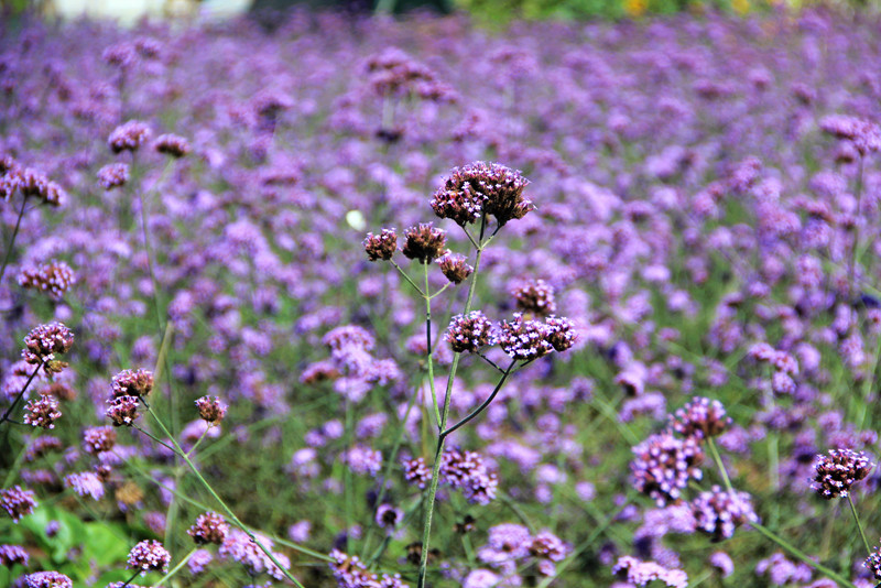 北京东方普罗旺斯薰衣草庄园,国外普罗旺斯薰衣草庄园夕阳