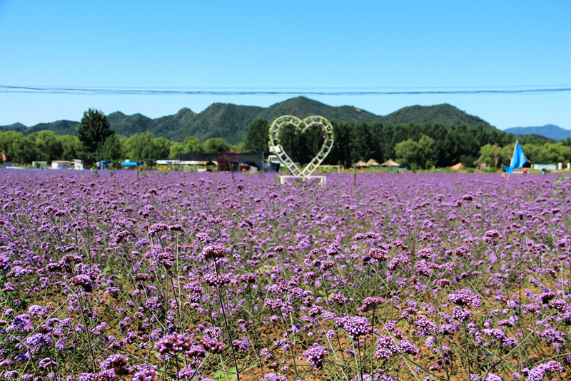 北京东方普罗旺斯薰衣草庄园,国外普罗旺斯薰衣草庄园夕阳