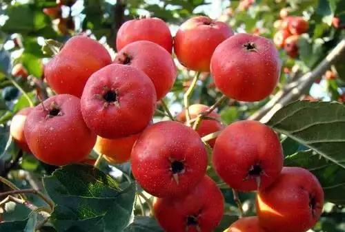 烟台常吃的水果有哪些,六月底七月初烟台的水果