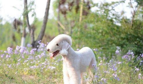 FCI的10个犬种组