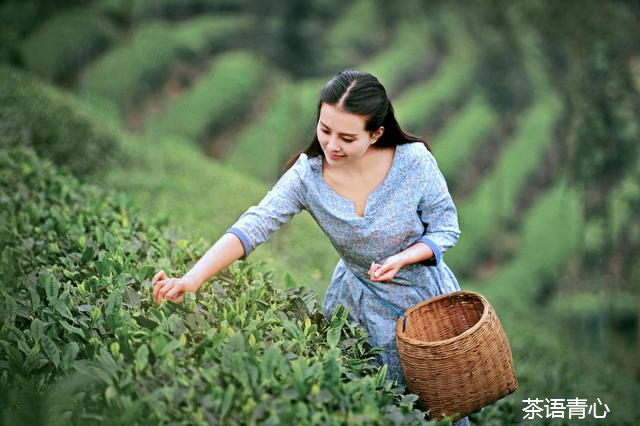 世界旅游小姐新疆,世界旅游小姐新疆赛区