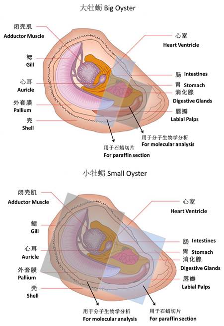 海蛎子的秘密,牡蛎的趣闻科普