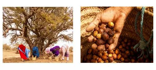 精油推荐洛带斯摩洛哥,摩洛哥纯天然精油