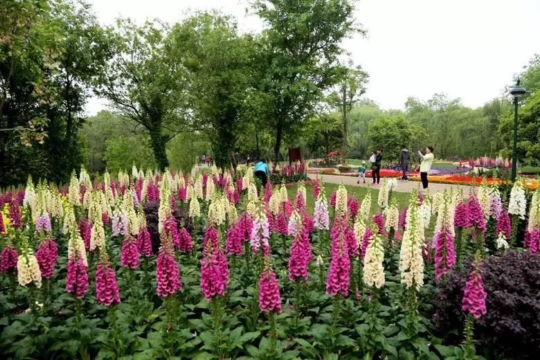 常见草本植物图片大全,十种罕见又美丽的植物图片