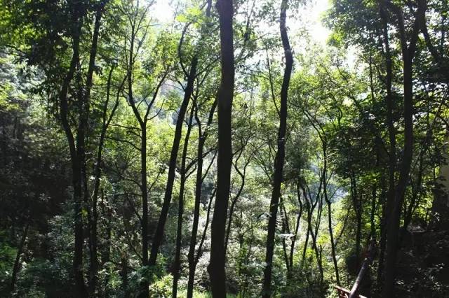 重庆喝茶打麻将的地方都有哪些,重庆喝茶的茶馆