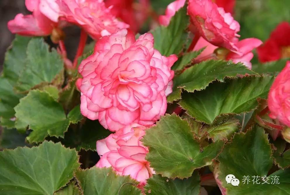 10种秋季开花的植物,8种夏季开花的植物