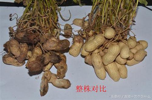 专治花生根腐病烂根死苗,花生死苗烂根怎样防治