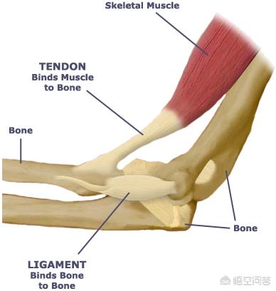韧带断裂后缝合还能恢复到从前么,肌腱断裂和韧带断裂要休养多久