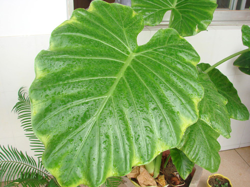 什么花属于吸毒植物,分享五款吸毒植物选盆搬回家吧