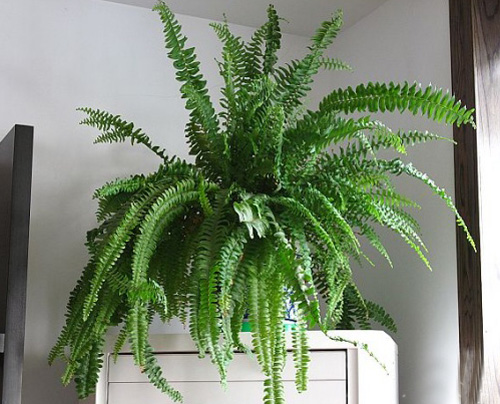 什么花属于吸毒植物,分享五款吸毒植物选盆搬回家吧