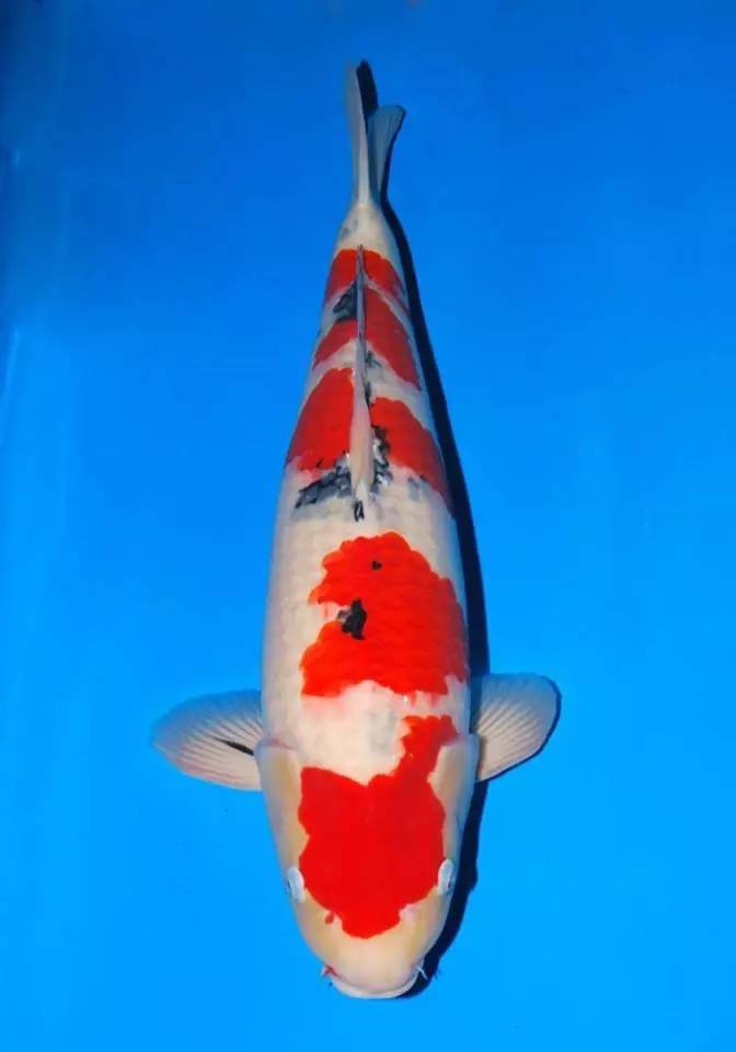 锦鲤养殖的方法与技巧,最简单的锦鲤饲养方法